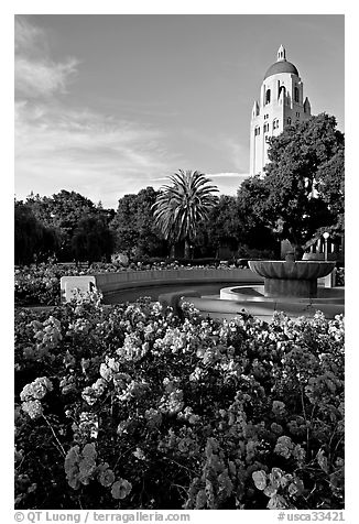 Roses, Green Library and Hoover Tower,  late afternoon. Stanford University, California, USA (black and white)