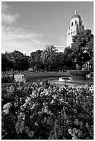 Roses, Green Library and Hoover Tower,  late afternoon. Stanford University, California, USA (black and white)