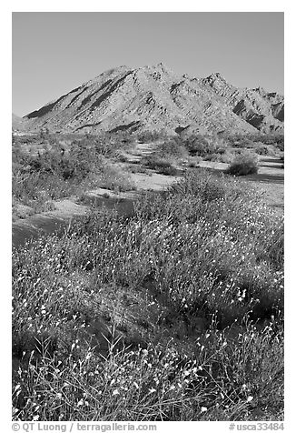 Wildflowers and desert mountains, Sheephole Valley Wilderness. Mojave Trails National Monument, California, USA (black and white)