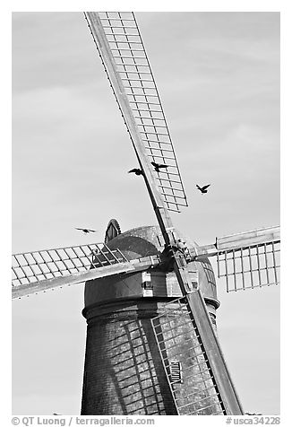 Crows and Dutch Mill. San Francisco, California, USA (black and white)