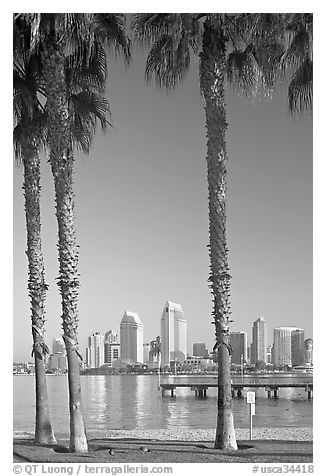 Skyline framed by palm trees from Coronado. San Diego, California, USA (black and white)