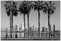 Bicyclist, palm trees and skyline, Coronado. San Diego, California, USA ( black and white)