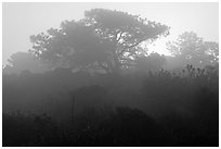 Pine trees in fog, sunrise, Torrey Pines State Preserve. La Jolla, San Diego, California, USA (black and white)