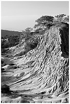 Rare Torrey Pine trees on sandstone promontory,  Torrey Pines State Preserve. La Jolla, San Diego, California, USA (black and white)