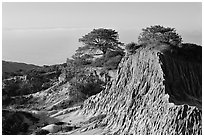 Torrey Pine trees on eroded hill,  Torrey Pines State Preserve. La Jolla, San Diego, California, USA (black and white)