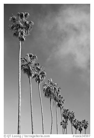 Row of palm trees. La Jolla, San Diego, California, USA (black and white)