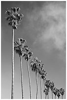 Row of palm trees. La Jolla, San Diego, California, USA ( black and white)