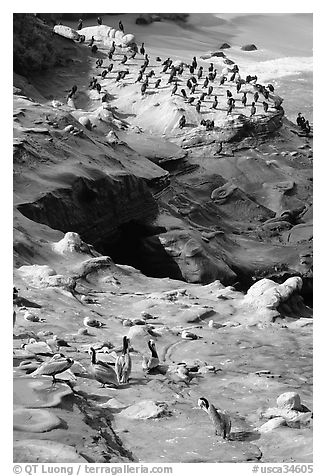 Pelicans and cormorants, the Cove. La Jolla, San Diego, California, USA (black and white)
