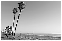 Tall palm trees, waterfront promenade, and beach. Huntington Beach, Orange County, California, USA (black and white)