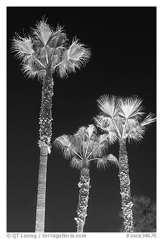 Lighted palm trees by night. Huntington Beach, Orange County, California, USA