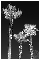 Lighted palm trees by night. Huntington Beach, Orange County, California, USA ( black and white)