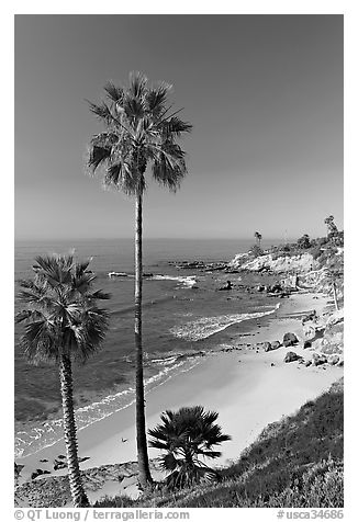 Palm trees and Rockpile Beach. Laguna Beach, Orange County, California, USA (black and white)