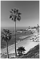 Palm trees and Rockpile Beach. Laguna Beach, Orange County, California, USA (black and white)