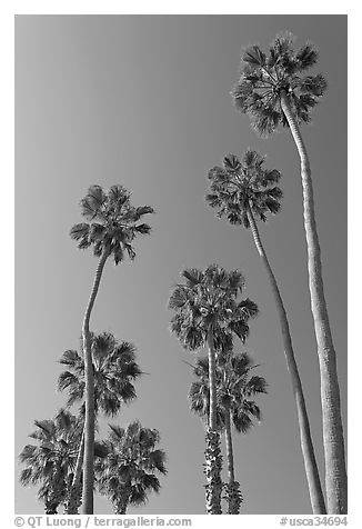 Palm trees. Laguna Beach, Orange County, California, USA (black and white)
