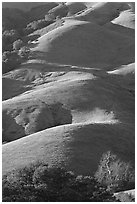 Emerald hills. California, USA (black and white)
