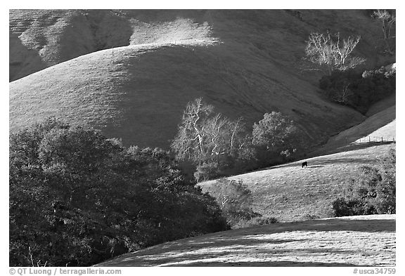 Pastures and hills. California, USA