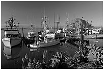 Flowers, harbor, and Morro Rock, morning. Morro Bay, USA (black and white)