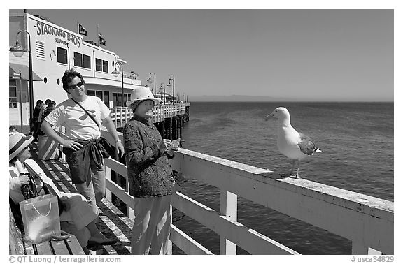Tourists looking at a seagull on the wharf. Santa Cruz, California, USA