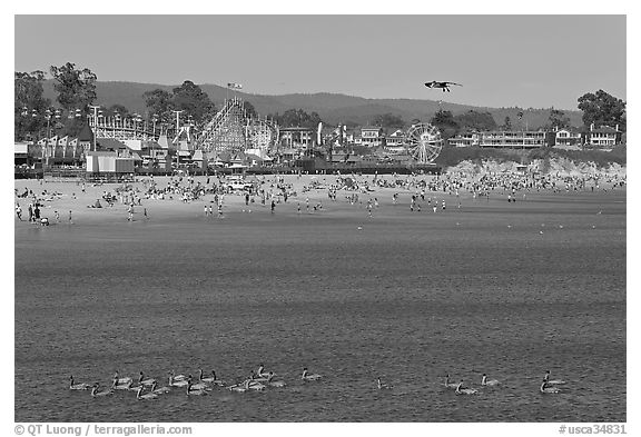 Pelicans, beach, and amusement park. Santa Cruz, California, USA (black and white)