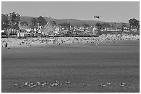 Pelicans, beach, and amusement park. Santa Cruz, California, USA ( black and white)