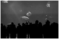 Watching the one-million-gallon open-ocean aquarium, Monterey Bay Aquarium. Monterey, California, USA (black and white)