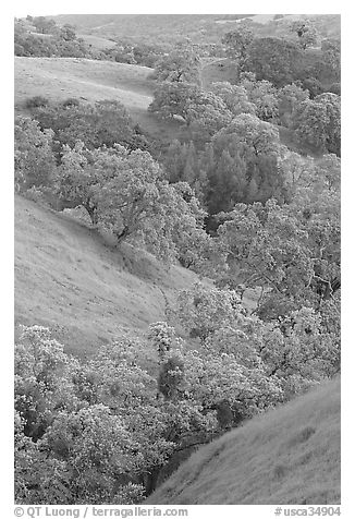 Oaks and hills in late spring. San Jose, California, USA (black and white)