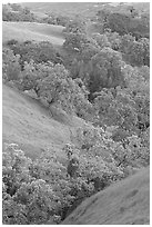 Oaks and hills in late spring. San Jose, California, USA (black and white)