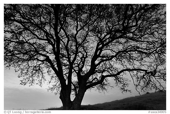 Oak tree silhouetted at sunset. San Jose, California, USA (black and white)