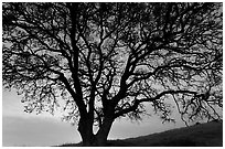 Oak tree silhouetted at sunset. San Jose, California, USA ( black and white)
