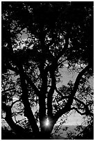 Oak tree and sun. San Jose, California, USA ( black and white)