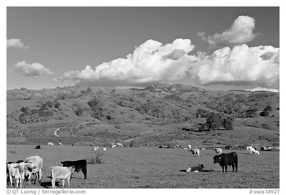 Cows in pasture below Mount Hamilton Range. San Jose, California, USA (black and white)