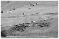 Hillside farmlands in spring, Mount Hamilton Range foothills. San Jose, California, USA ( black and white)
