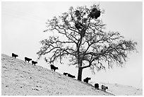 Cows and tree with mistletoe on snowy hill, Mount Hamilton Range foothills. San Jose, California, USA ( black and white)