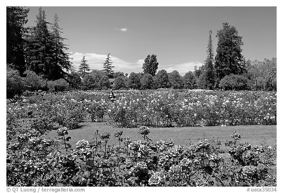 San Jose  Rose Garden. San Jose, California, USA (black and white)