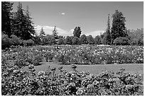 San Jose  Rose Garden. San Jose, California, USA ( black and white)