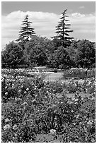 Roses and fountain, Municipal Rose Garden. San Jose, California, USA (black and white)