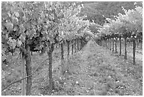 Vineyard, Gilroy. California, USA ( black and white)