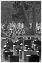 Dense headstones in cemetery, Colma. California, USA (black and white)