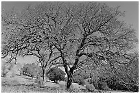 Bare oak trees in spring, Sunol Regional Park. California, USA ( black and white)
