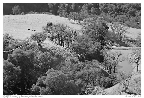 Pastoral scene with cows, trees, and pond, Sunol Regional Park. California, USA