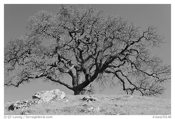 Bare oak tree and rocks on hilltop, Sunol Regional Park. California, USA