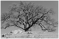 Bare oak tree and rocks on hilltop, Sunol Regional Park. California, USA (black and white)