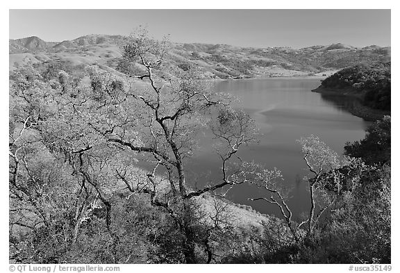 Oak Trees and Calaveras Reservoir. California, USA (black and white)