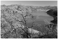 Oak Trees and Calaveras Reservoir. California, USA ( black and white)