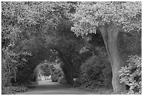 Tunnel of trees on residential street. Menlo Park,  California, USA ( black and white)