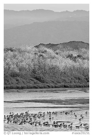 Birds on tidal flats and hills, Palo Alto Baylands. Palo Alto,  California, USA (black and white)