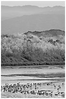 Birds on tidal flats and hills, Palo Alto Baylands. Palo Alto,  California, USA ( black and white)