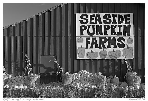 Seaside pumpkins farms sign on red barn. SF Bay area, California, USA