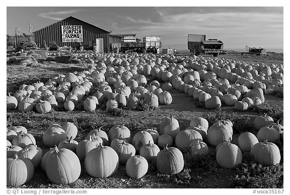 Rows of pumpkins on farm, late afternoon. California, USA