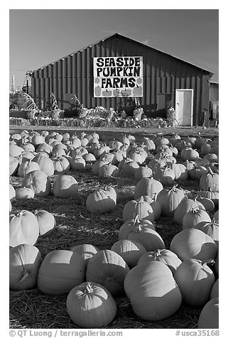 Pumpkins and red barn. California, USA (black and white)